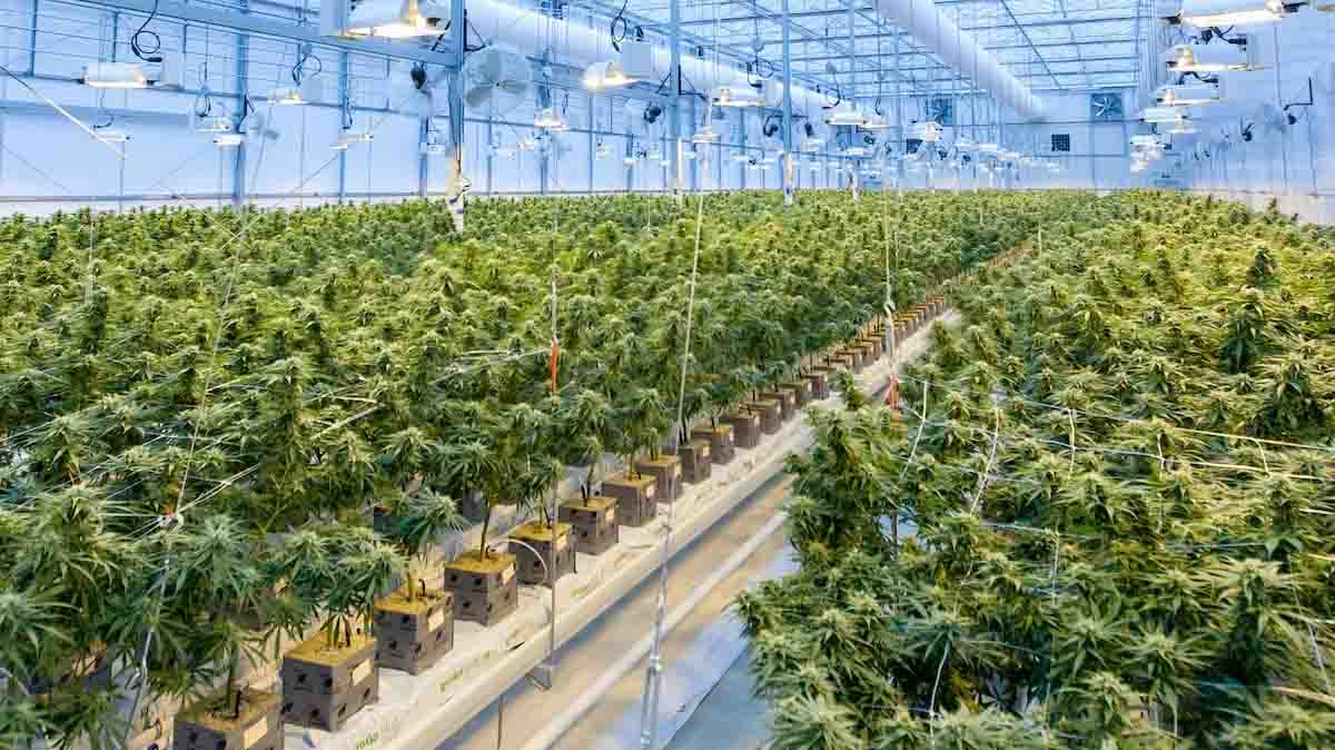 Geplante Cannabis-Legalisierung wird weiter eingeschränkt