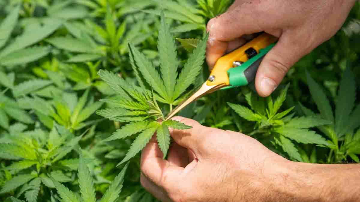 Neues Eckpunktepapier – Die geplante Legalisierung von Cannabis wird konkreter