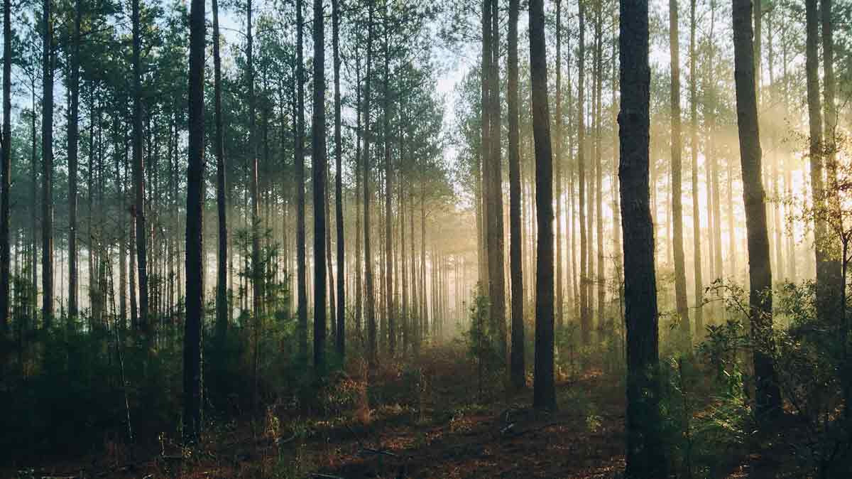 Forst- und Holzwirtschaft wünscht sich Änderungen an der Klimaschutznovelle der Bundesregierung