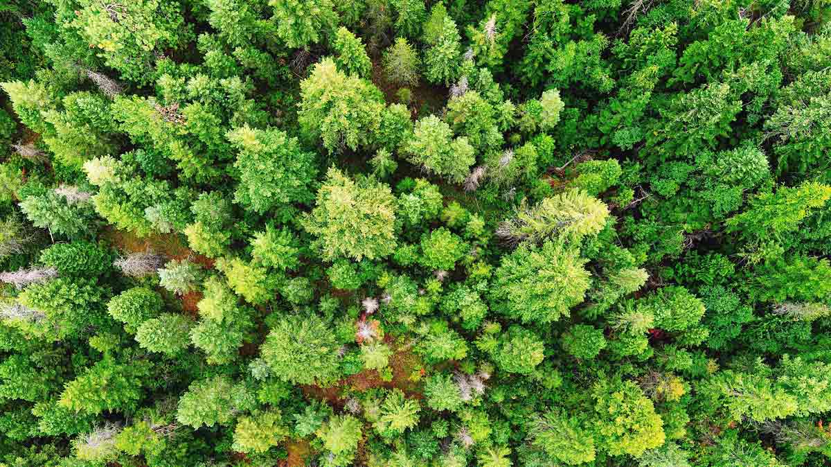 EU-Waldinitiative stößt bei Forstwirtschaft auf Skepsis