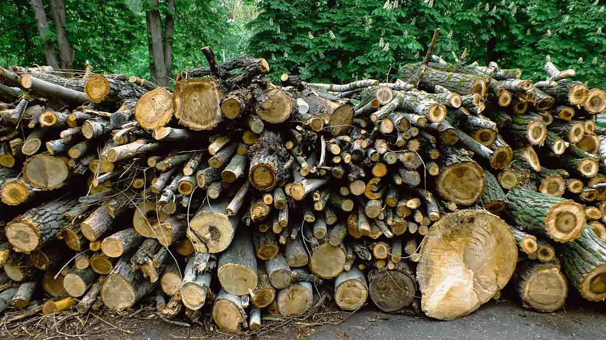 Mit Timberports zum ökologischen Holztransport