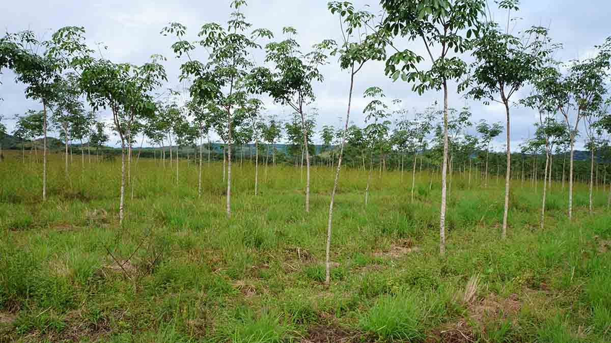 timberfarm-kautschukplantage-panama